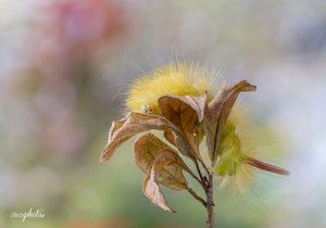 Raupe des Buchen Streckfuß (Calliteara pudibunda)