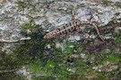 Gelbkopf-Gecko ♀