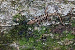 Gelbkopf-Gecko ♀