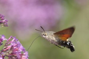 Taubenschwänzchen