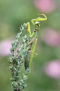 "Garten-Mantis"