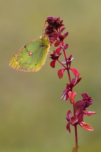 Wiesenklee Gelbling