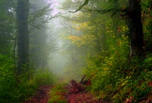 Herbstlicher Wald