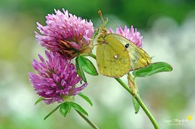 Goldene Acht (Colias Hyale)