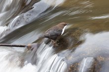 Wasseramsel