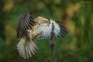 Anfliegender Bussard