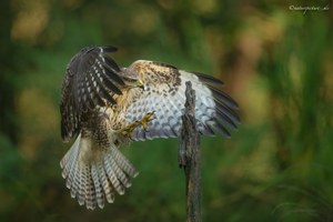 Anfliegender Bussard