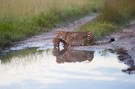 Cheetah