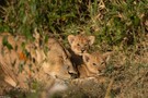 Löwennachwuchs in der Masai Mara