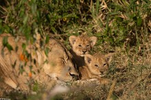 Löwennachwuchs in der Masai Mara