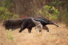 Großer Ameisenbär