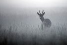 Rehbock im Nebel