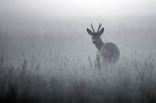 Rehbock im Nebel