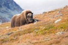 Moschusochse im herbstlichen Fjell