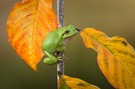 Herbstlaub - i