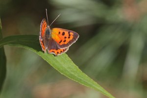 Kleiner "Feuerfalter"