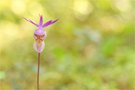 Norne (Calypso bulbosa)