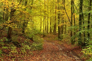 Herbstwald