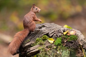 Heute im Herbstwald..