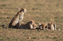 Impala Kill