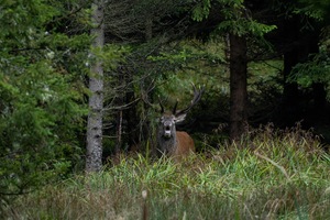 Ruf aus dem Wald