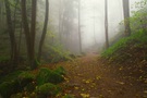 Herbstlicher Nebelweg