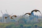 Wildgänse rauschen .....