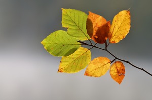 Herbstblätter