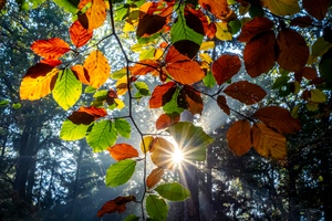 Heute morgen im Wald