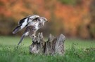 Mäusebussard im roten Herbst