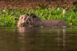 Tapir-Liebe