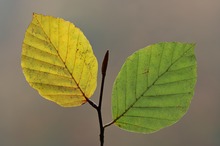 Herbstblätter