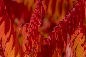 Essigbäume im Herbstkleid