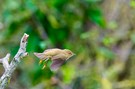 Der Vogel mit dem schwer auszusprechenden Namen