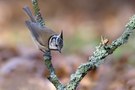 Haubenmeise: Herbstliche Futtersuche