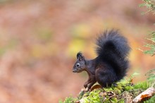 Mein neuer Freund im Wald.