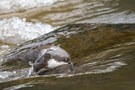 Die Oberflächenspannung des Wassers