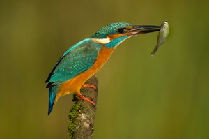 Eisvogel