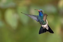 Breitschnabelkolibri / Broad-billed hummingbird