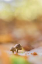 Ein Pärchen im Blätternebel