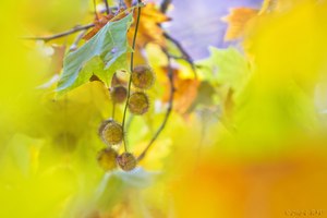 Herbstbunt