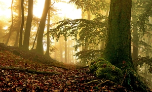 Herbstliche Idylle im Wald