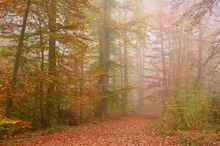 Herbstwald