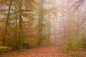 Herbstwald