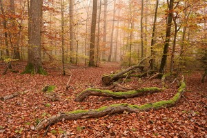 Herbstwald