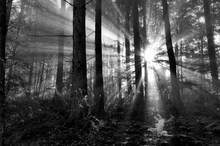 Wald, Sonne und Nebel einmal ganz monochrom.....