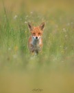 Fuchs in der Wiese