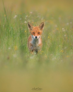 Fuchs in der Wiese