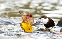 Mehr Amsel