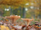 Pilze im Herbstlaub